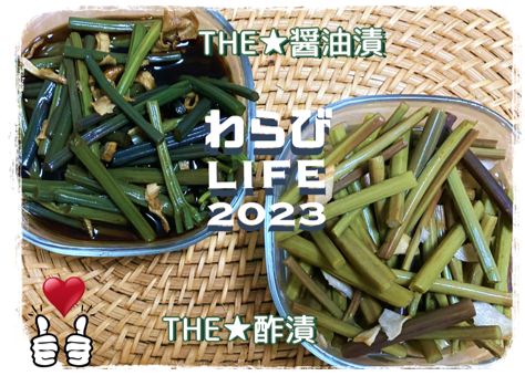 山菜LIFE-2023